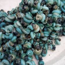 African periwinkles