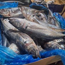 Scumbia fish ( Titus fish) per carton