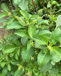 Fresh and dried scent leaf